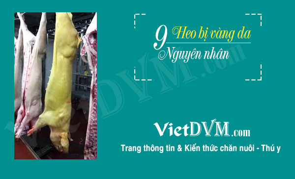 Trường hợp heo bị vàng da điển hình. Trường hợp heo bị vàng da điển hình.