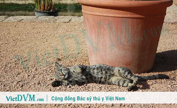 Mèo rất dễ bị dị vật rơi vào trong tai Mèo rất dễ bị dị vật rơi vào trong tai