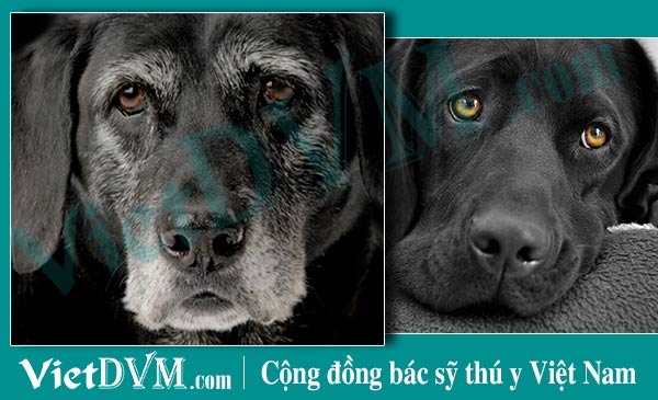 Xác định độ tuổi của chó dựa vào độ sáng của mắt Xác định độ tuổi của chó dựa vào độ sáng của mắt