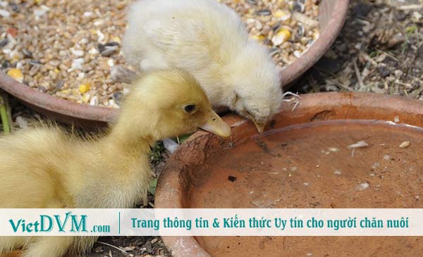 Tối ưu nguồn nước là xu hướng tất yếu trong tương lai ngành chăn nuôi. Tối ưu nguồn nước là xu hướng tất yếu trong tương lai ngành chăn nuôi.