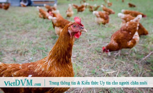 Những quan điểm trái chiều này chắc chắn sẽ gây nhiều tranh cãi trong hiện tại. Những quan điểm trái chiều này chắc chắn sẽ gây nhiều tranh cãi trong hiện tại.