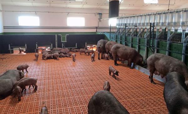 Trang trại của Colin ở Pozoblanco, Tây Ban Nha nuôi tập trung toàn bộ heo nái cho con bú trong cùng một khu vực. Trang trại của Colin ở Pozoblanco, Tây Ban Nha nuôi tập trung toàn bộ heo nái cho con bú trong cùng một khu vực.