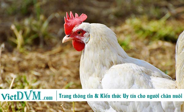 Sản lượng thịt gia cầm tiêu thụ trên toàn thế giới dự kiến tăng 20% trong vòng 20 năm tới. Sản lượng thịt gia cầm tiêu thụ trên toàn thế giới dự kiến tăng 20% trong vòng 20 năm tới.