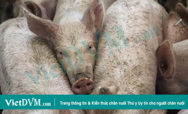 Giải cứu lòng tin Giải cứu lòng tin