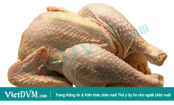 Việt Nam có cơ hội xuất khẩu thịt gà sang EU Việt Nam có cơ hội xuất khẩu thịt gà sang EU