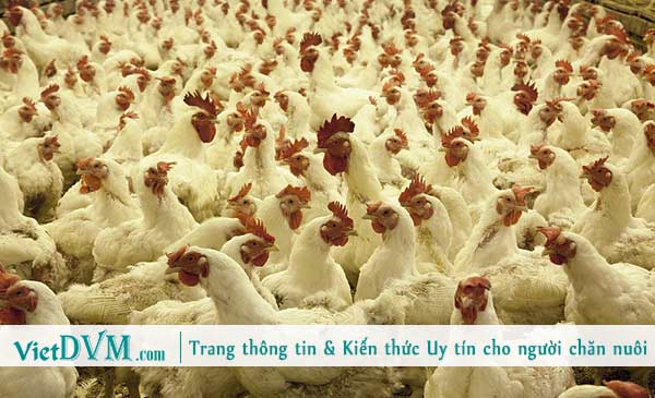 Luôn đảm bảo chất lượng cuộc sống cho đàn gia cầm. Luôn đảm bảo chất lượng cuộc sống cho đàn gia cầm.