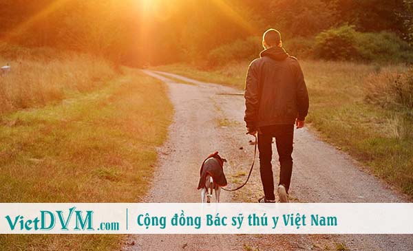 Chó sẵn sàng lang thang cùng bạn cả ngày trời dù là bất kể đi đến đâu Chó sẵn sàng lang thang cùng bạn cả ngày trời dù là bất kể đi đến đâu