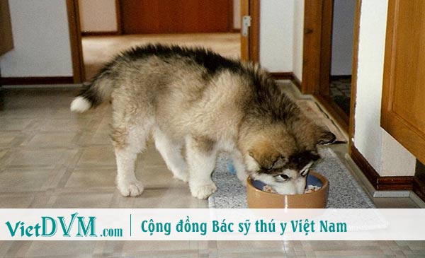 Chó không bao giờ than phiền về bạn Chó không bao giờ than phiền về bạn