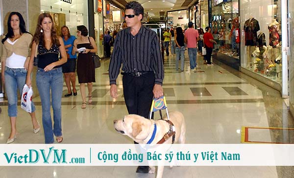 Chó sẽ luôn luôn ở bên bạn, dù bạn có thế nào đi nữa Chó sẽ luôn luôn ở bên bạn, dù bạn có thế nào đi nữa