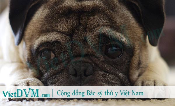 Chó pug bị suy gan dẫn tới uống nhiều nước Chó pug bị suy gan dẫn tới uống nhiều nước