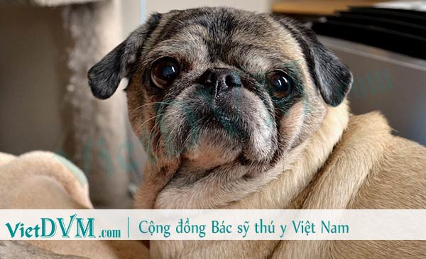 Bệnh cushing cũng khiến chó uống nhiều nước Bệnh cushing cũng khiến chó uống nhiều nước