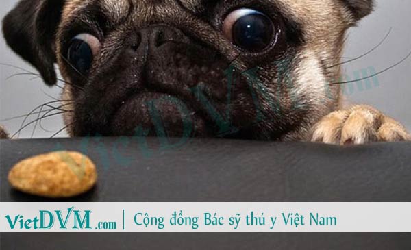 Chó pug thích ăn đồ ngọt Chó pug thích ăn đồ ngọt