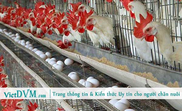 Dinh dưỡng trong chăn nuôi gia cầm Dinh dưỡng trong chăn nuôi gia cầm