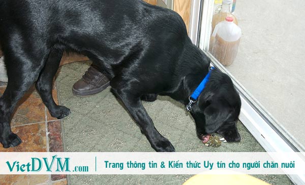 Không phải lúc nào ta cũng cắt nôn cho chó Không phải lúc nào ta cũng cắt nôn cho chó