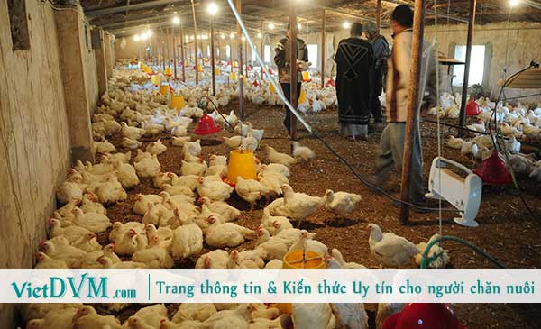 Sử dụng thời gian hiệu quả để chăn nuôi gia cầm thành công. Sử dụng thời gian hiệu quả để chăn nuôi gia cầm thành công.