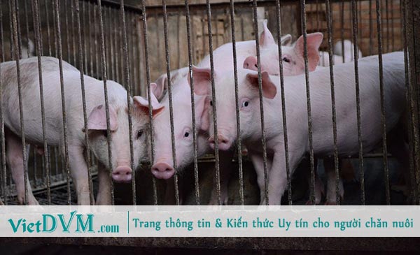 Chúng ta sẽ tiết kiệm được 159.000 vnđ/con nếu cai sữa heo con vào 28 ngày so với 21 ngày. Chúng ta sẽ tiết kiệm được 159.000 vnđ/con nếu cai sữa heo con vào 28 ngày so với 21 ngày.
