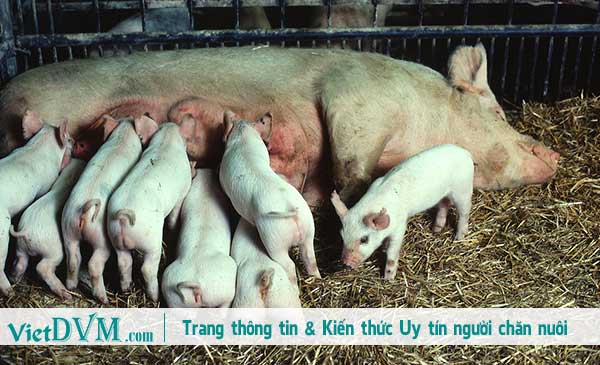 Tuổi cai sữa có ảnh hưởng đến năng suất heo nái. Tuổi cai sữa có ảnh hưởng đến năng suất heo nái.
