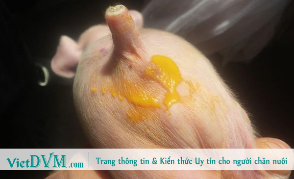 Heo con tiêu chảy. Heo con tiêu chảy.