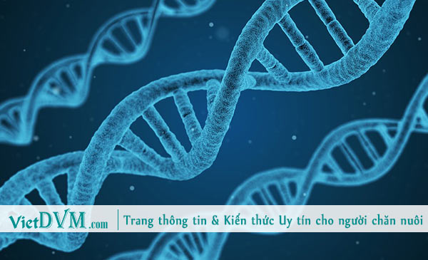 Yếu tố di truyền trong chăn nuôi gia cầm Yếu tố di truyền trong chăn nuôi gia cầm