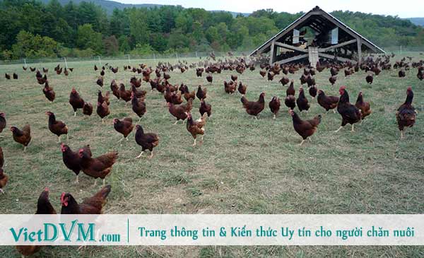 Trại chăn nuôi gà hữu cơ. Trại chăn nuôi gà hữu cơ.
