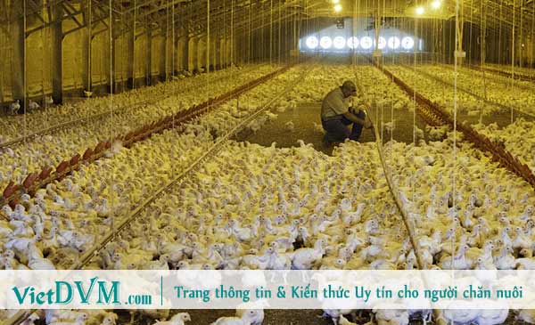 Trại chăn nuôi gà thịt công nghiệp. Trại chăn nuôi gà thịt công nghiệp.