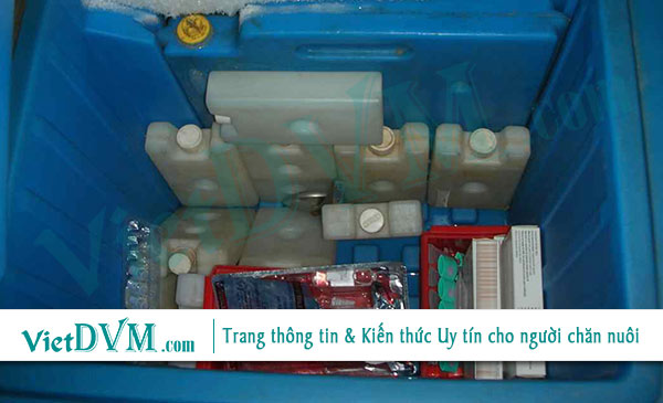 Vaccin sẽ mất tác dụng nếu không được bảo quản phù hợp Vaccin sẽ mất tác dụng nếu không được bảo quản phù hợp