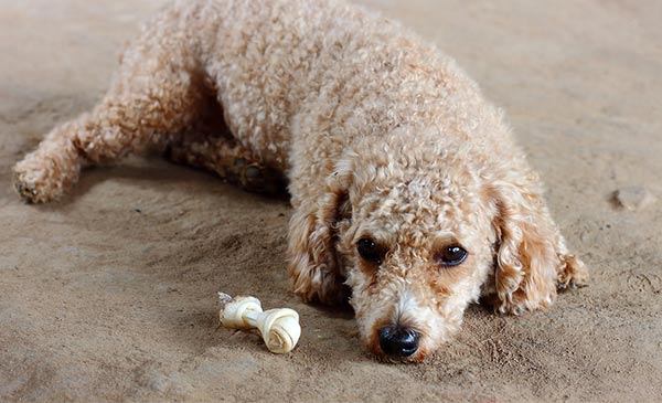 Một số bệnh trên giống chó poodle làm chúng không tự chủ đi tiểu được Một số bệnh trên giống chó poodle làm chúng không tự chủ đi tiểu được