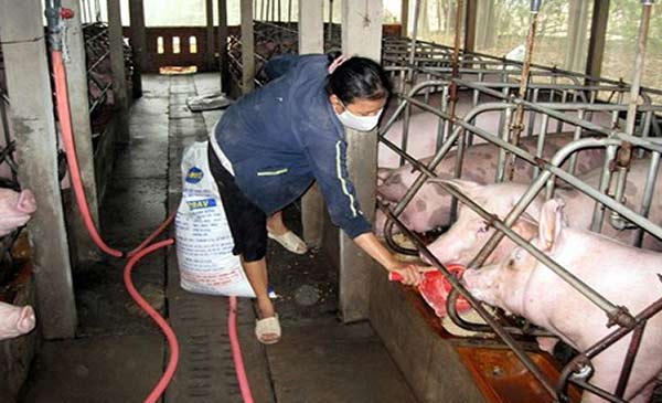 Ca (gáo) xúc cám cho heo bằng nhựa. Ca (gáo) xúc cám cho heo bằng nhựa.