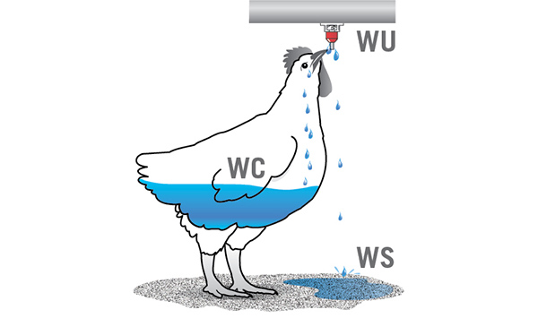 WU = WC + WS WU = WC + WS