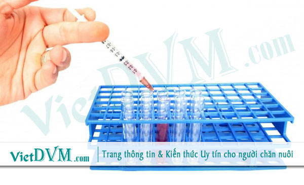 Nếu vaccine không chất lượng thì cho dù bạn có làm đầy đủ gà vẫn có thể nhiễm bệnh như thường Nếu vaccine không chất lượng thì cho dù bạn có làm đầy đủ gà vẫn có thể nhiễm bệnh như thường