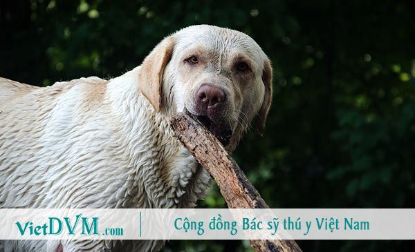 Lông ướt làm chó thường bị hôi Lông ướt làm chó thường bị hôi
