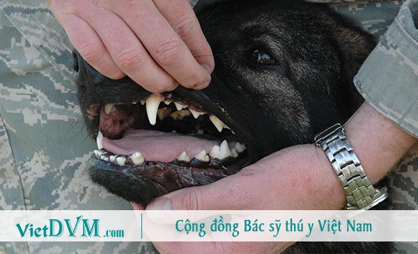 Chó bị hôi do mắc bệnh răng miệng Chó bị hôi do mắc bệnh răng miệng