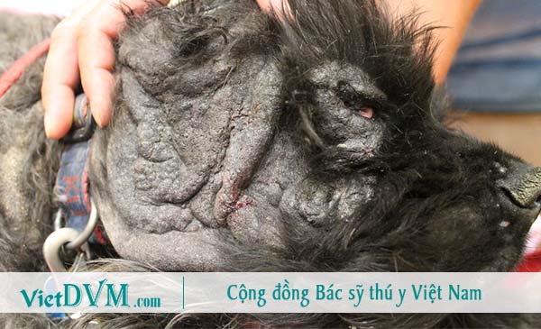Chó bị hôi do mắc bệnh về da Chó bị hôi do mắc bệnh về da