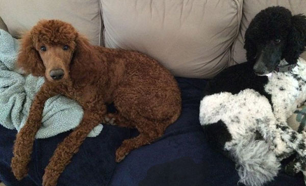 Poodle trưởng thành thường có thói quen đánh dấu lãnh thổ của mình Poodle trưởng thành thường có thói quen đánh dấu lãnh thổ của mình