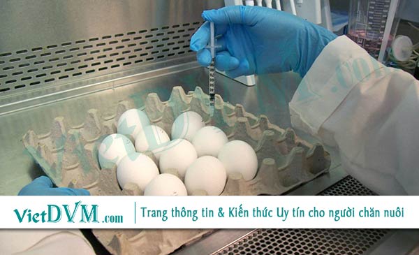 Một số loại bệnh được gây ra bởi những tác nhân có nhiều chủng khác nhau Một số loại bệnh được gây ra bởi những tác nhân có nhiều chủng khác nhau