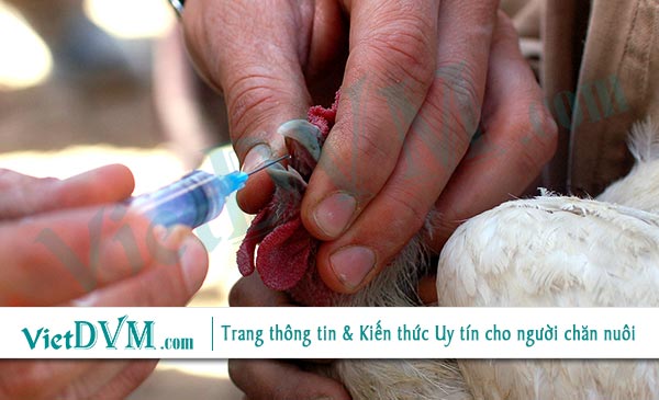 Vaccin không được sử dụng đúng đường không những không tạo được miễn dịch mà còn có thể gây ra những tác dụng không mong muốn nguy hiểm Vaccin không được sử dụng đúng đường không những không tạo được miễn dịch mà còn có thể gây ra những tác dụng không mong muốn nguy hiểm