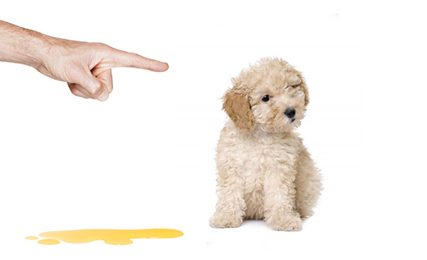 Phương pháp huấn luyện chó không đúng cách Phương pháp huấn luyện chó không đúng cách