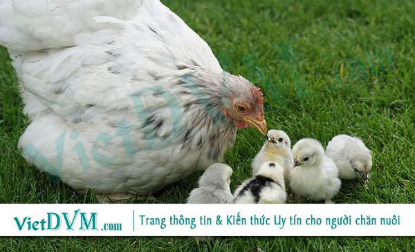 Kháng thể mẹ truyền có ảnh hưởng lớn đến khả năng đáp ứng miễn dịch của đàn gà Kháng thể mẹ truyền có ảnh hưởng lớn đến khả năng đáp ứng miễn dịch của đàn gà