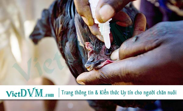 Liều lượng vaccin ảnh hưởng tới hiệu quả của vaccine Liều lượng vaccin ảnh hưởng tới hiệu quả của vaccine