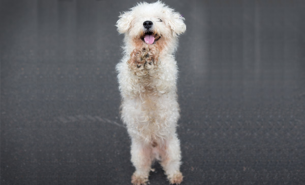 Một số trường hợp, poodle vui quá nên tiểu luôn tại chỗ Một số trường hợp, poodle vui quá nên tiểu luôn tại chỗ