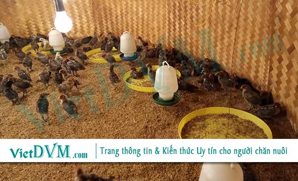 Việc cấp vaccine không đúng là nguyên nhân thường gặp, làm cho vaccine không có khả năng bảo hộ cho đàn gà Việc cấp vaccine không đúng là nguyên nhân thường gặp, làm cho vaccine không có khả năng bảo hộ cho đàn gà