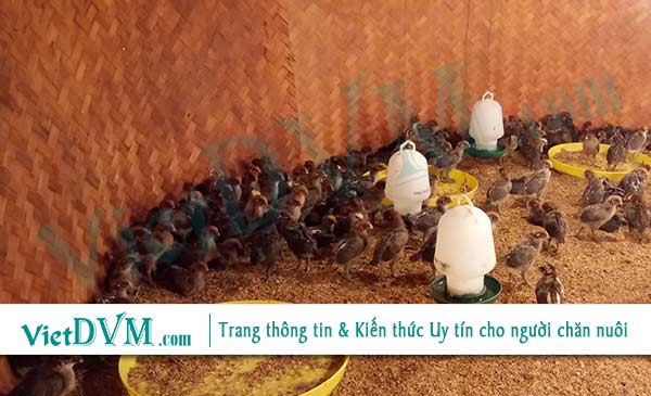 Stress ảnh hưởng đến khả năng đáp ứng miễn dịch của đàn gà Stress ảnh hưởng đến khả năng đáp ứng miễn dịch của đàn gà