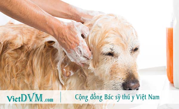 Tắm và chải lông sẽ giúp giảm tình trạng chó bị hôi Tắm và chải lông sẽ giúp giảm tình trạng chó bị hôi