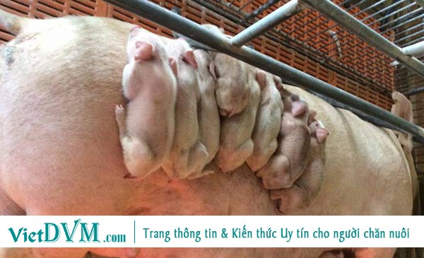 Một số hình ảnh về bệnh tiêu chảy cấp do PEDv trên heo Một số hình ảnh về bệnh tiêu chảy cấp do PEDv trên heo