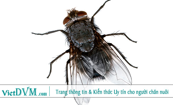 Thức ăn chăn nuôi từ côn trùng có phải là một giải pháp bền vững hay không? Thức ăn chăn nuôi từ côn trùng có phải là một giải pháp bền vững hay không?