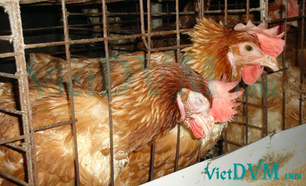 Ảnh 1: gà sưng mặt, mắt sưng chảy nước dịch Ảnh 1: gà sưng mặt, mắt sưng chảy nước dịch