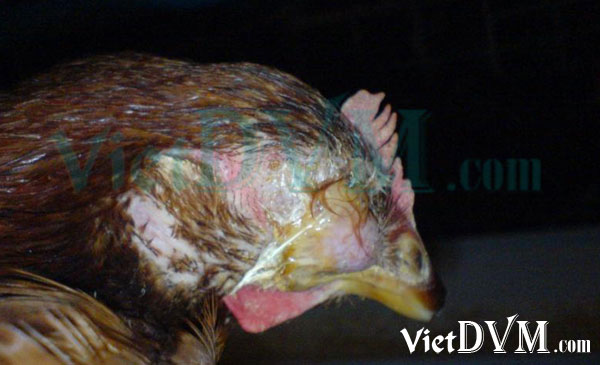Ảnh 2: Gà bị sưng phù đầu mắt chảy dịch Ảnh 2: Gà bị sưng phù đầu mắt chảy dịch