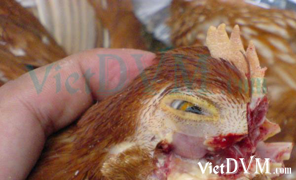 Ảnh 3: Gà bị sưn phù đầu được mổ khám vùng mặt Ảnh 3: Gà bị sưn phù đầu được mổ khám vùng mặt