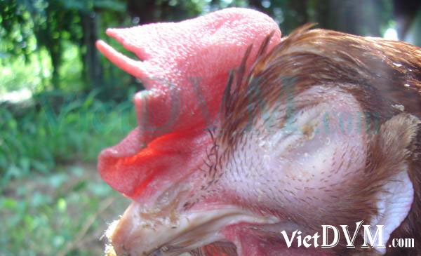Ảnh 4: Gà bị sưng phù vùng mặt trong bệnh APV Ảnh 4: Gà bị sưng phù vùng mặt trong bệnh APV