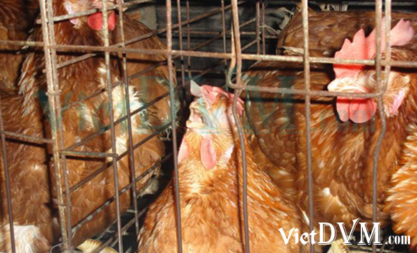 Ảnh 5: Gà khó thở, rướn cổ lên để thở Ảnh 5: Gà khó thở, rướn cổ lên để thở